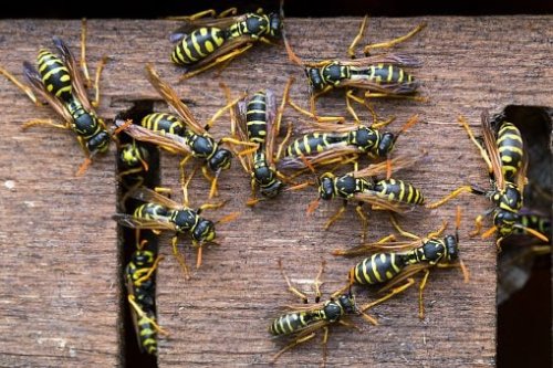 This Easy Hack Will Kill Wasps Quickly