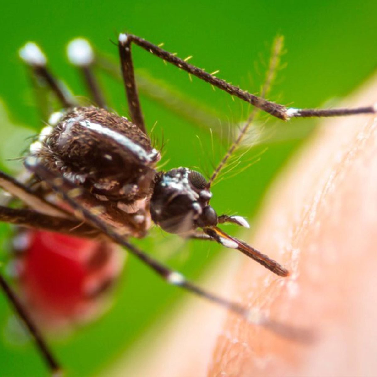 7 Myths About Mosquito Control You Need to Stop Believing