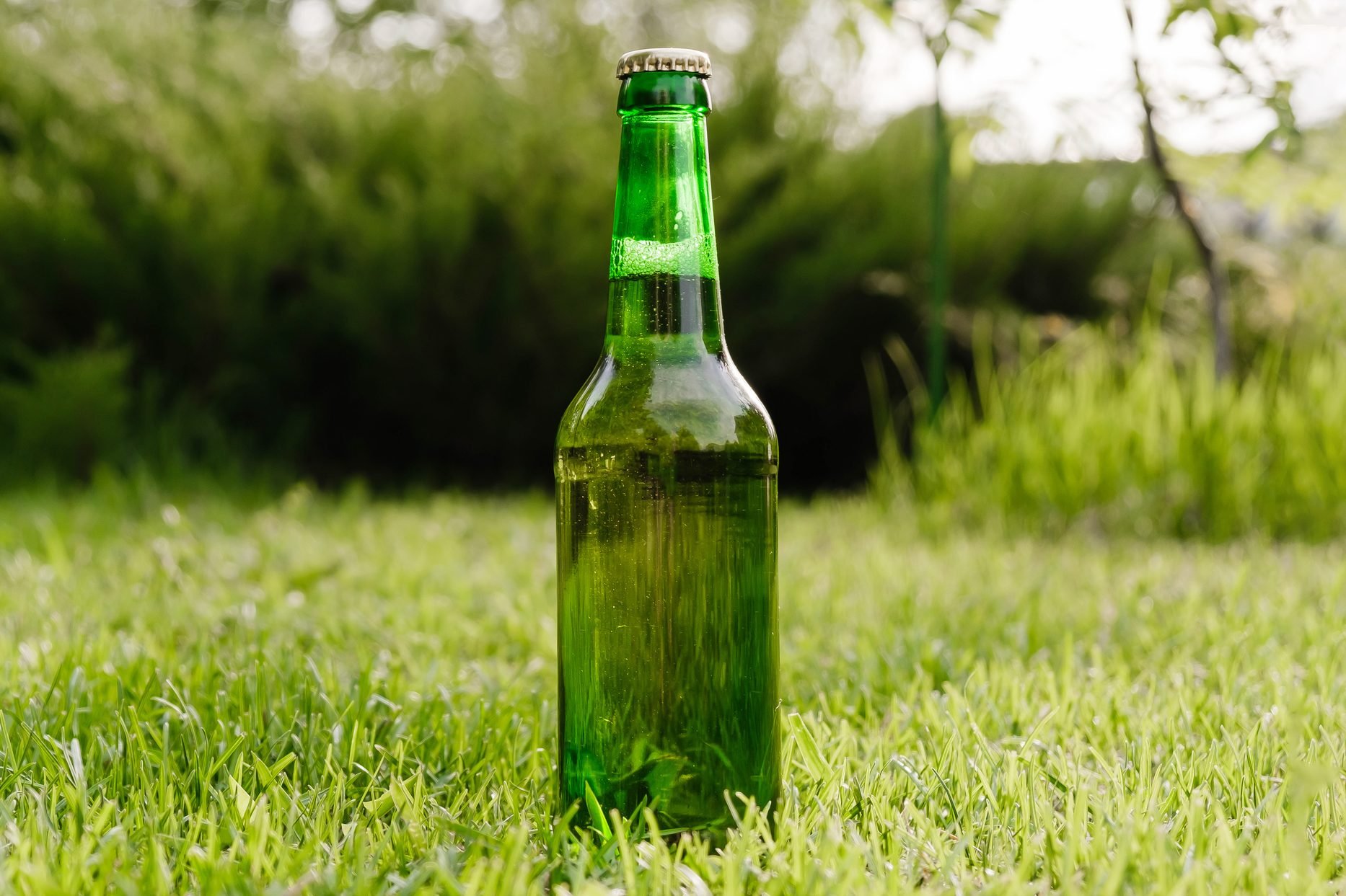 Can You Really Fertilize Your Lawn with Beer?
