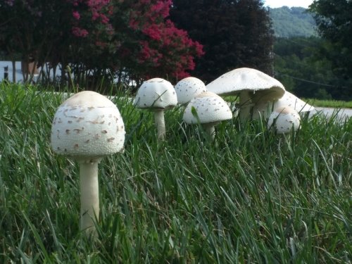 If Mushrooms Are Growing in Your Lawn, This Is What It Means