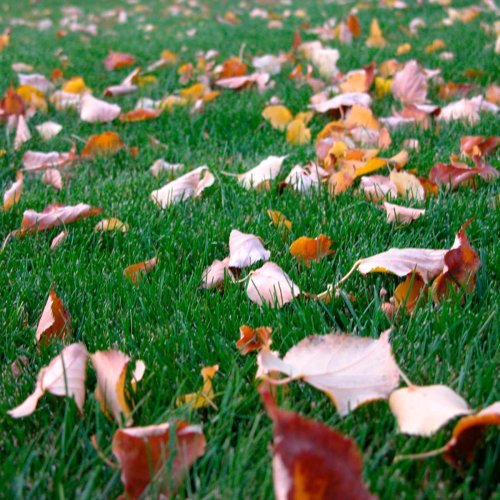 8 Fall Landscaping Myths You Need to Stop Believing
