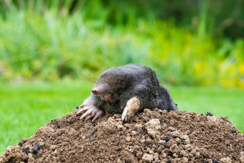 How To Get Rid of Moles in Your Yard | Flipboard