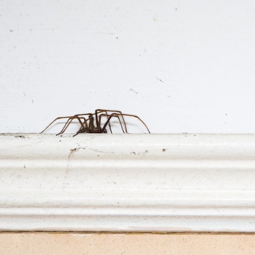 Ways You're Inviting Spiders Into Your Home and How To Keep Them Out