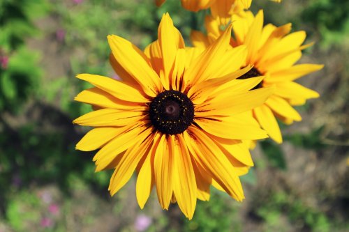 10 Types of Daisies for Your Perennial Garden