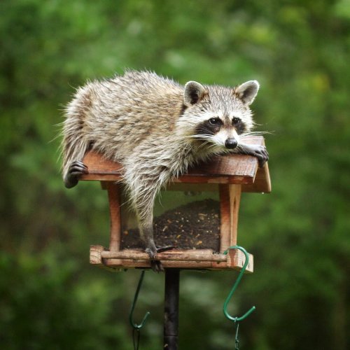 What to Know About Raccoons in Your Yard