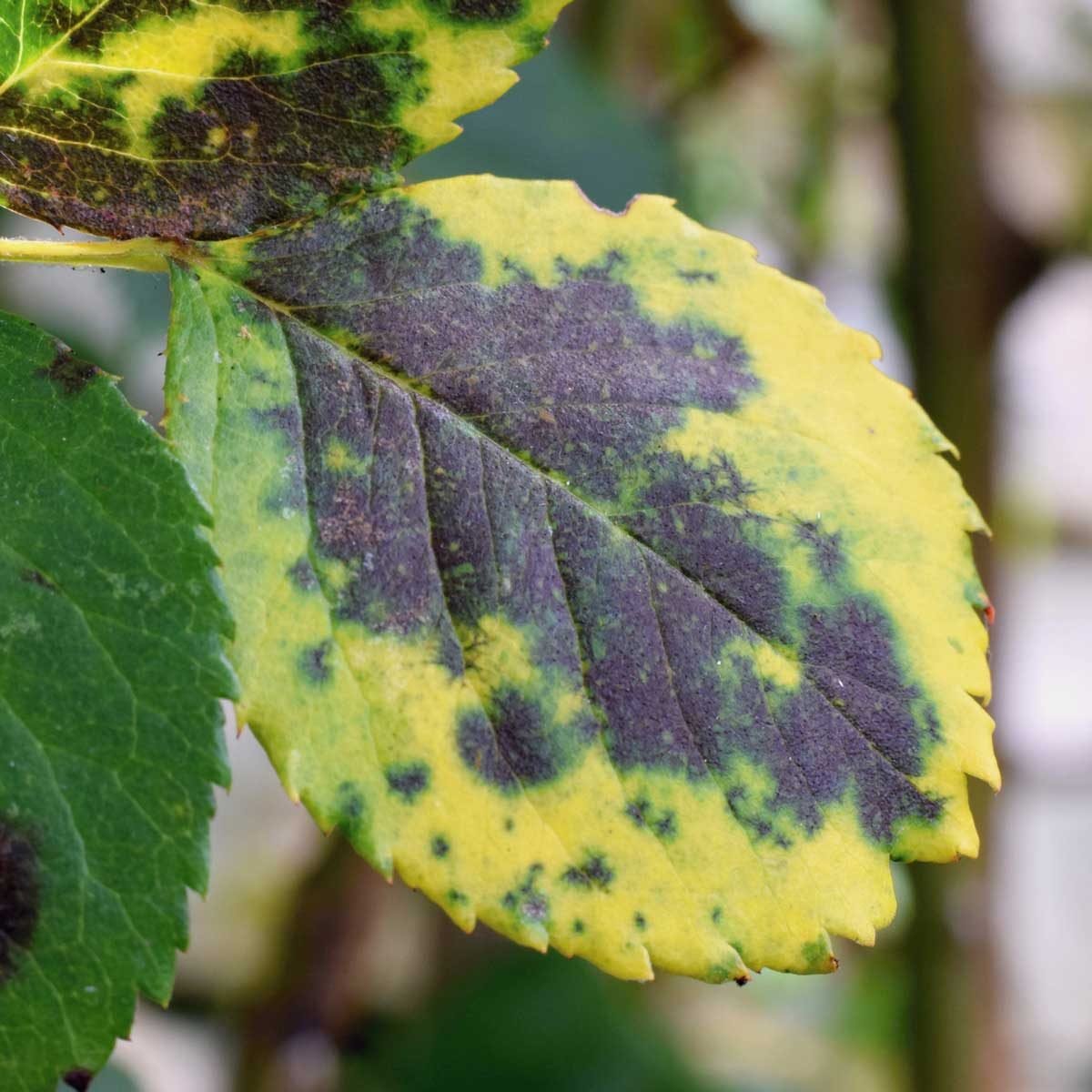 10 Common Plant Diseases (and How to Treat Them)