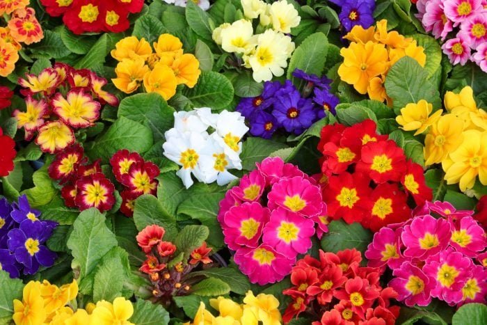 10 Best Spring Flowers