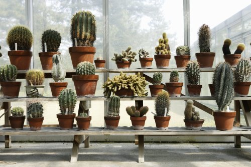 Succulents vs Cacti: Is a Cactus a Succulent?
