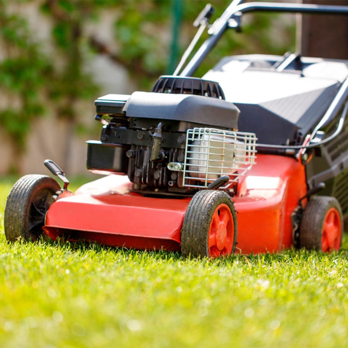 Here’s Why You Shouldn’t Mow Your Lawn Every Week