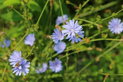 12 Weeds That Are Actually Attractive