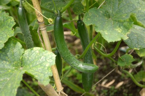 How To Grow Cucumbers