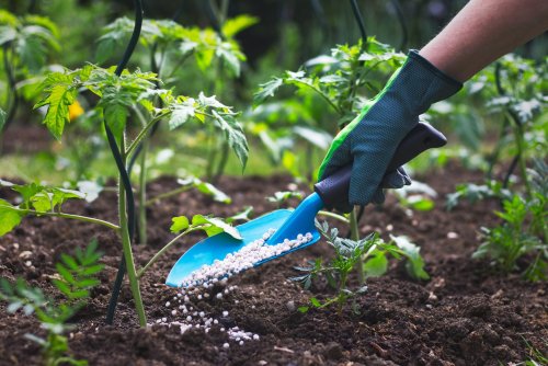 Plant Food vs. Fertilizer: What's the Difference?