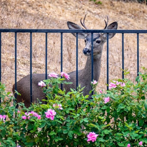 7 Best Fences for Keeping Deer Away Flipboard