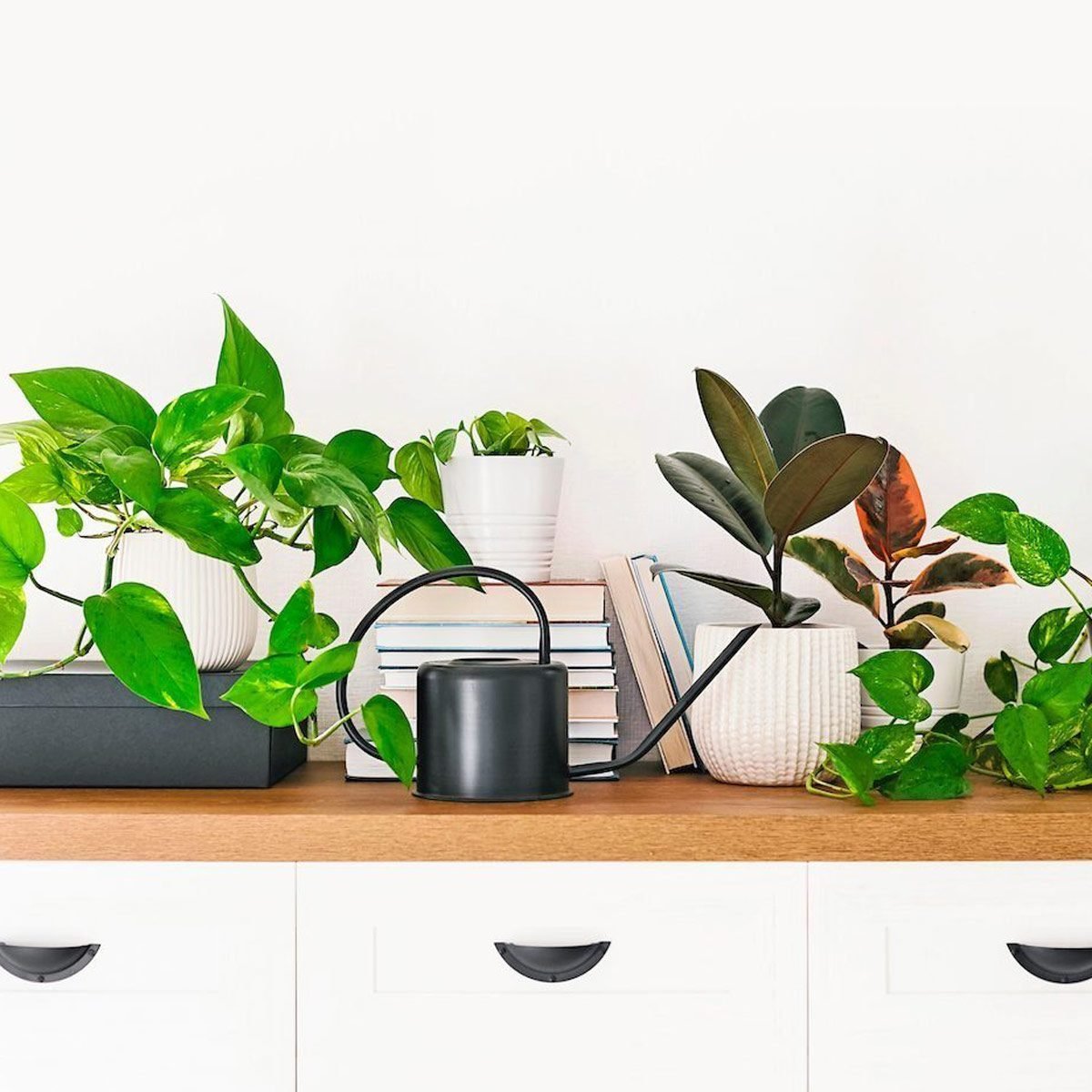 How to Get Rid of Indoor Plant Bugs
