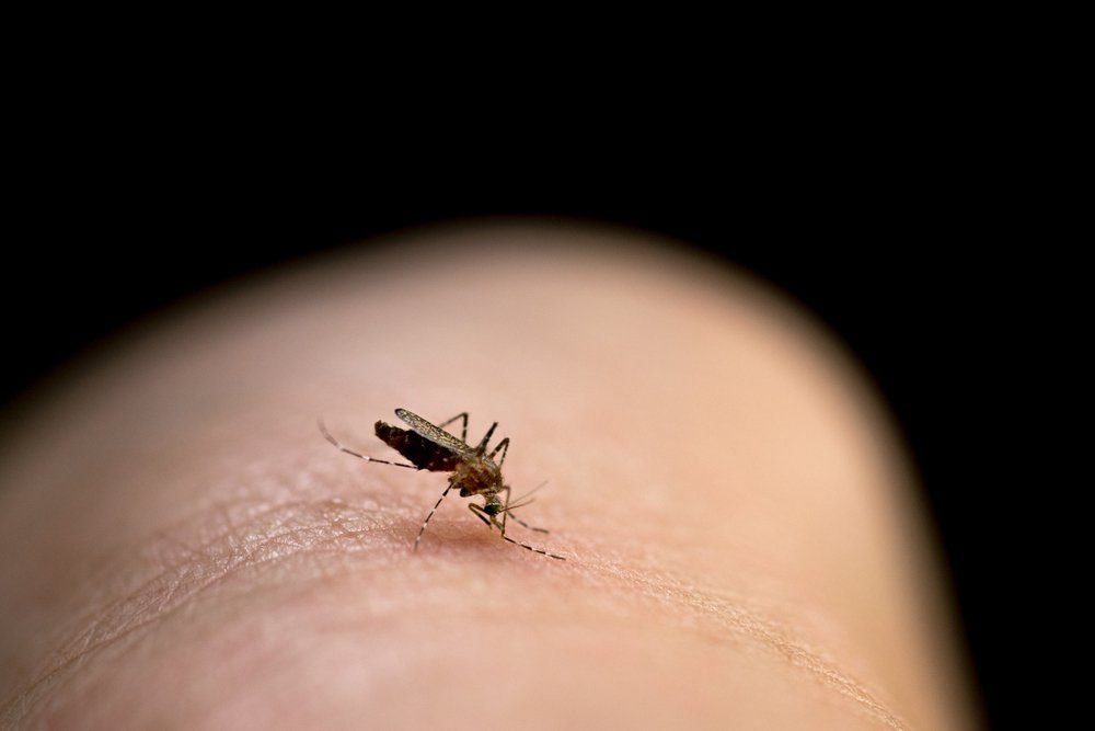 The Science Behind Why You Are (Or Aren’t) a Mosquito Magnet