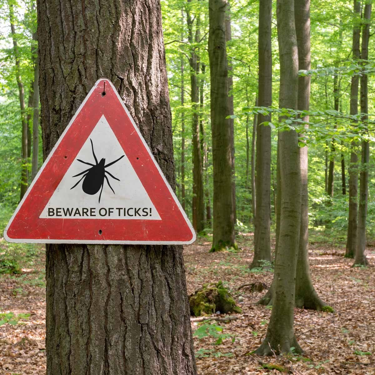How to Avoid Deer Ticks