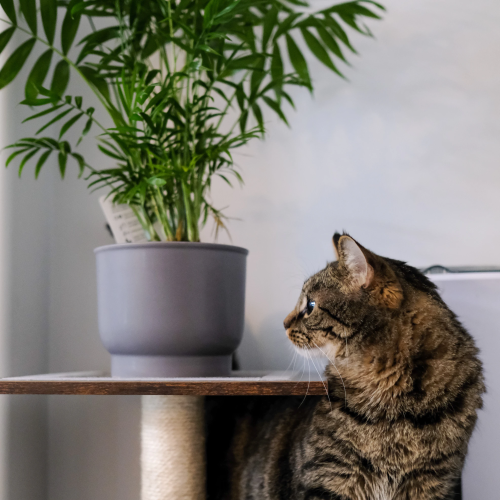 Everything You Need to Know About Cats and Ivy