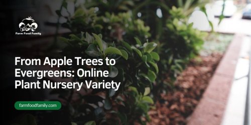 From Apple Trees to Evergreens: Online Plant Nursery Variety - FarmFoodFamily