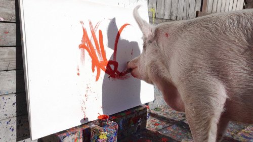 Do animals make art? Exploring the blurred line between instinct and creativity