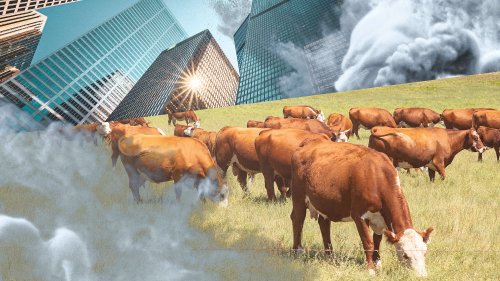Big banks could help slash agricultural emissions—so why aren't they?