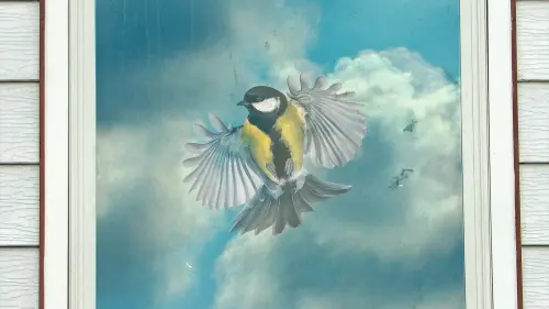 Windows are the leading human cause of bird deaths. Here's how to help