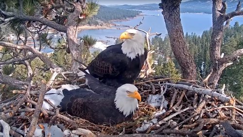 How Big Bear's bald eagle live cam took America by storm at exactly the perfect moment