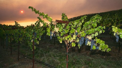 'It smelled like burnt plastic': Wildfires ruin billions of dollars of wine each year. Here's how vineyards are adapting