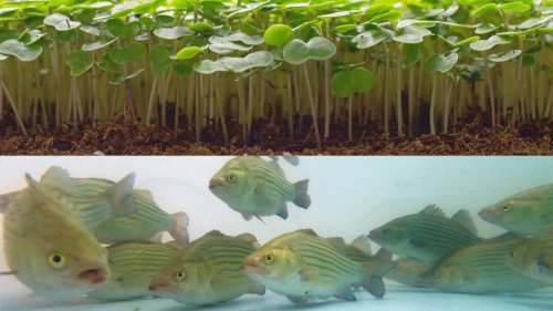 The world’s largest vertical farm will have a secret ingredient: fish