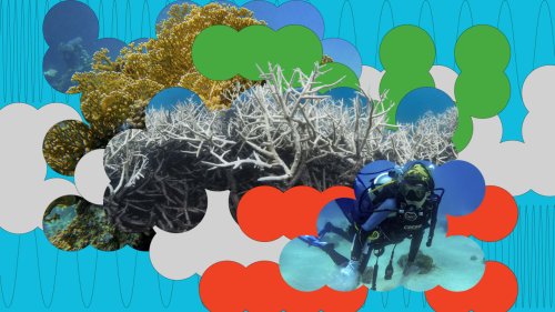 How healthy bacteria could protect coral reefs from climate change