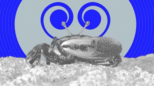 MIT scientists have developed a new kind of camera—from a crab