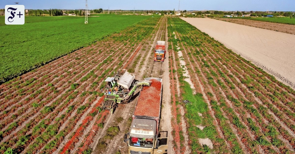 Tomatenmark aus chinesischer Zwangsarbeit? Deutsche Supermärkte wehren Vorwürfe ab
