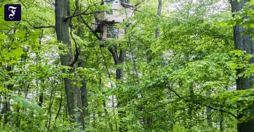 Rodungen für Riederwaldtunnel: Im Baumhaus nicht schmollen