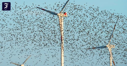 Rotmilan und Fledermäuse: Die Windkraft und der Artenschutz