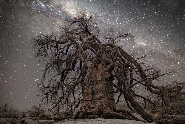 Ancient African Trees Illuminated by Starlight