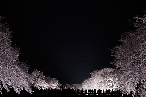 Enchanting Nogawa Cherry Blossoms Illuminated at Night