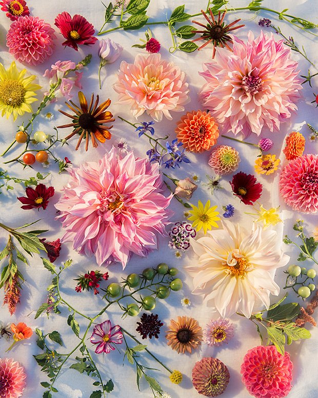 20 Beautiful, Uncommon Photos of Flowers