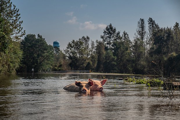 Stirring Photos of Animals in the Aftermath of Hurricane Florence