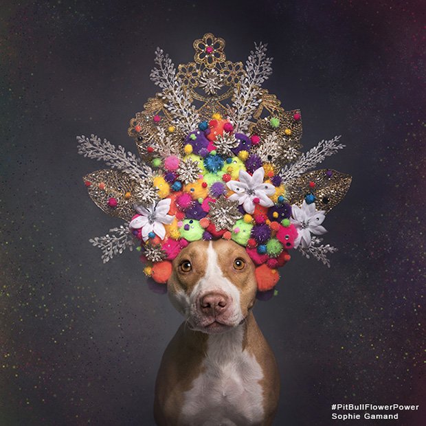 The Vulnerability of Pit Bulls, in Photos