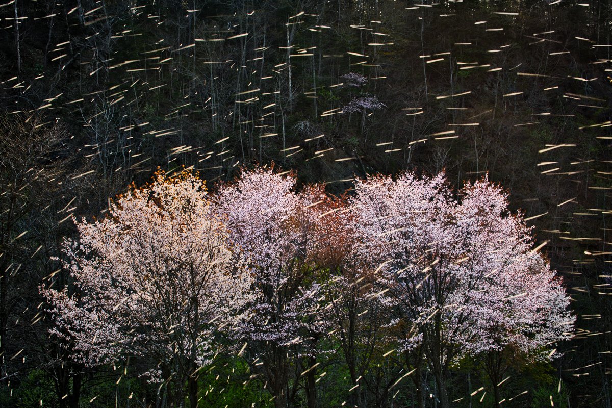 Navigating Loss & Sadness Through Cherry Blossom Photography