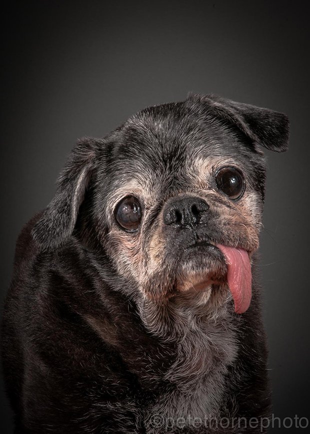 Heartwarming Portraits of Extremely Old Dogs
