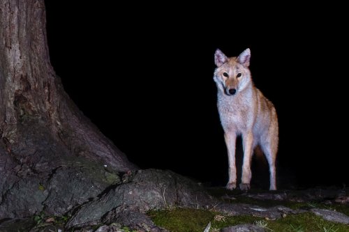 A Teen Photographer Races to Protect a Massachusetts Forest