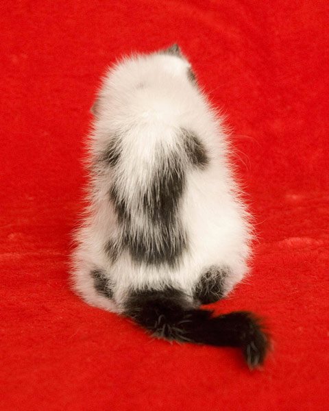 Arne Svenson’s Humorous Twist on the Cute Kitten Photo