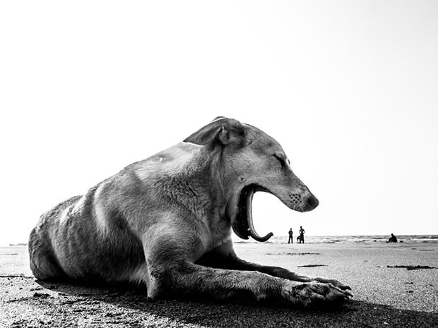 Poignant, Playful Photos of the Stray Dogs of India