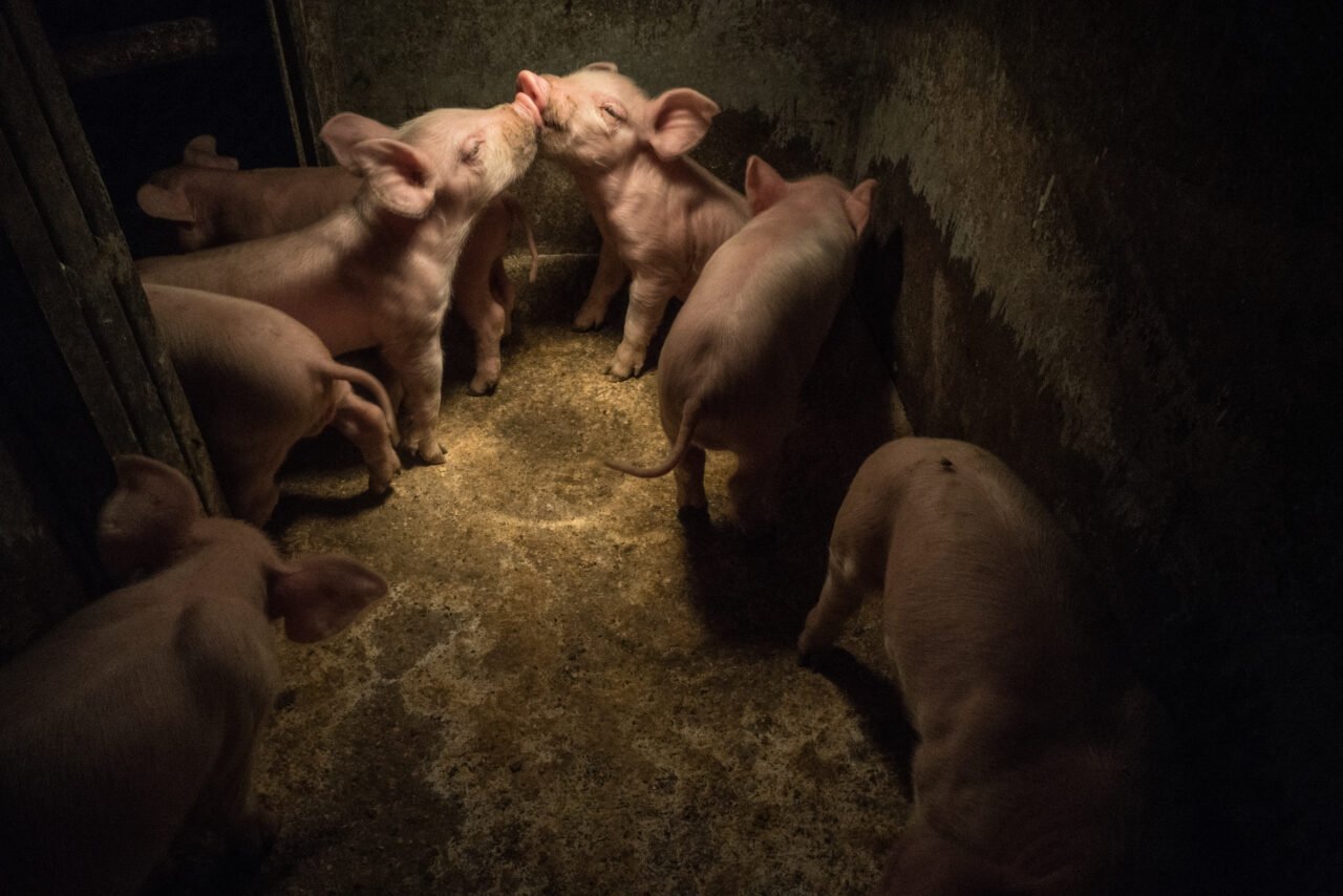 The Gut-Wrenching Abuse of Animals in Factory Farms and Why We Mustn’t Look Away