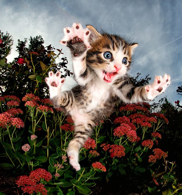 Rescue Kittens Take Flight in New Photo Book