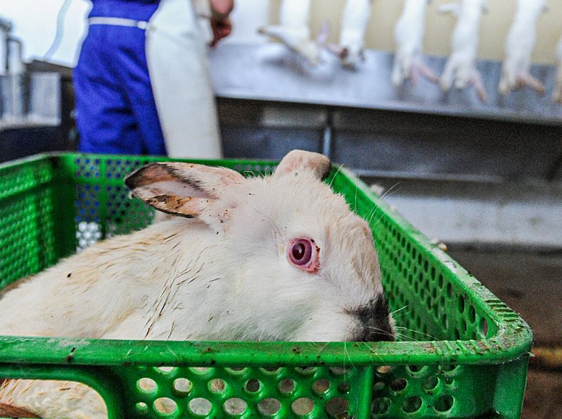 Inside the Hidden World of Rabbit Factory Farming
