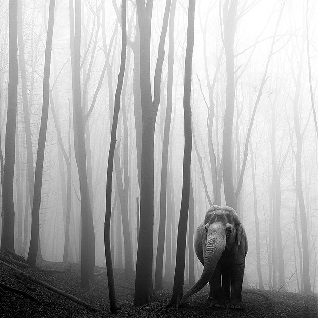 A Dark and Majestic Fairy Tale of Animals Lost in the Forest Mist
