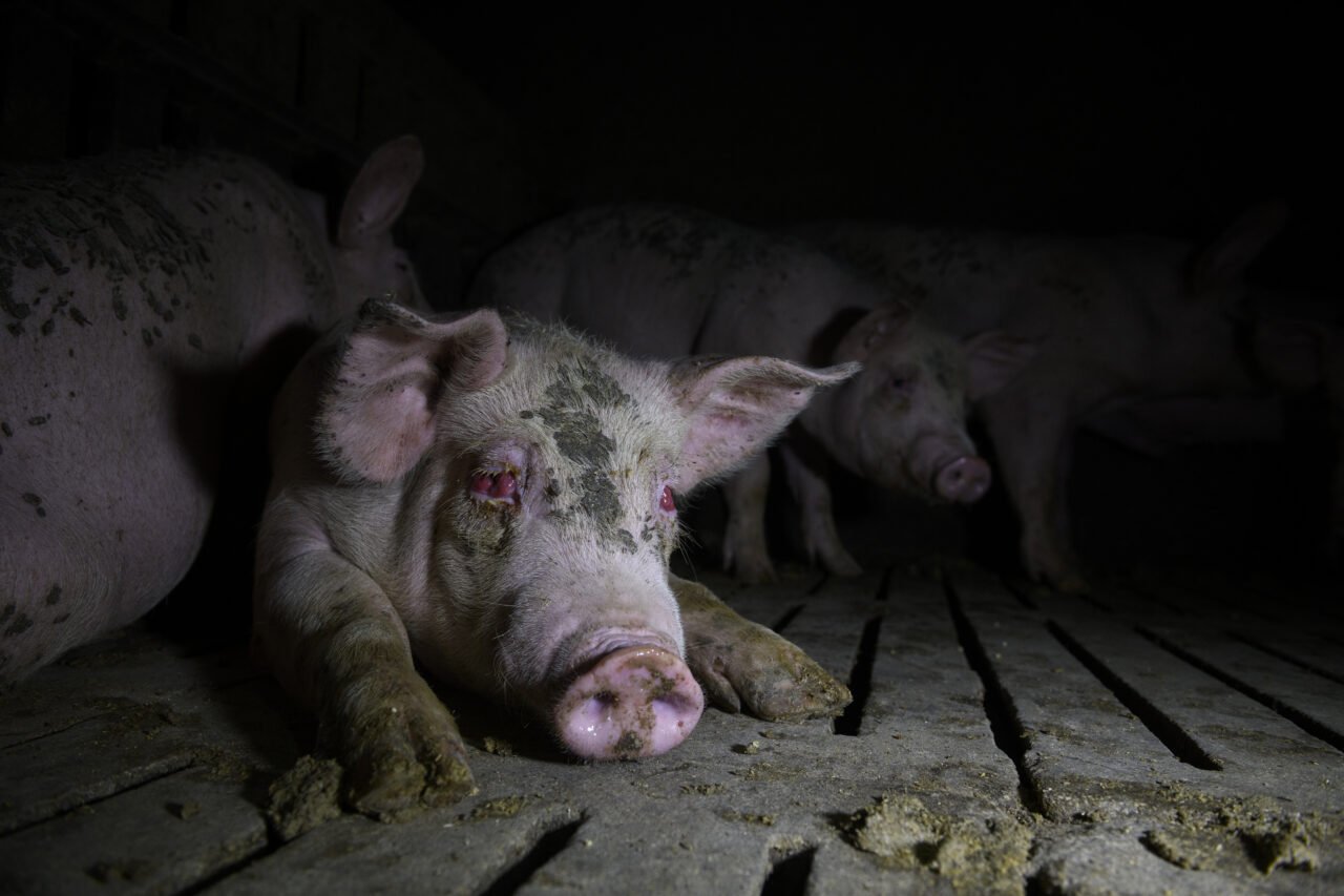 A Photographer Exposes the Unbearable Cruelty of Pig Farming