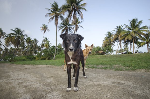 Photos Tell the Sad Story of Stray Dogs Dumped at ‘Dead Dog Beach’ in Puerto Rico