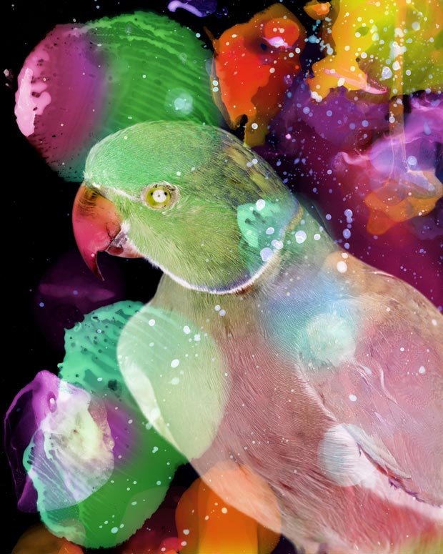 Colorful Portraits of Parrots Showered in Paint
